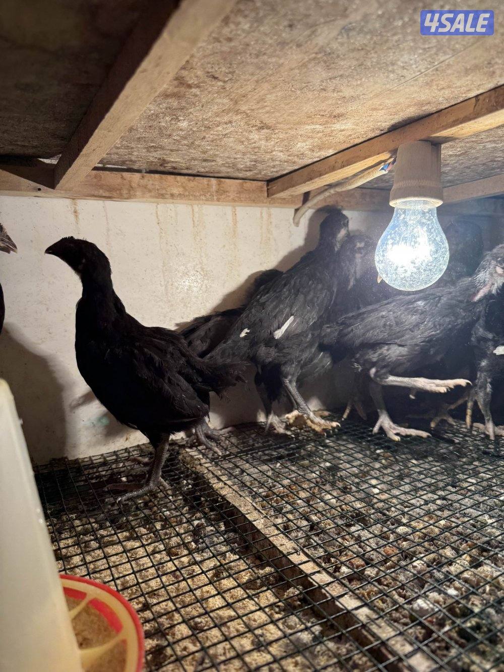 دجاج عراقي و فروخ و بيض5