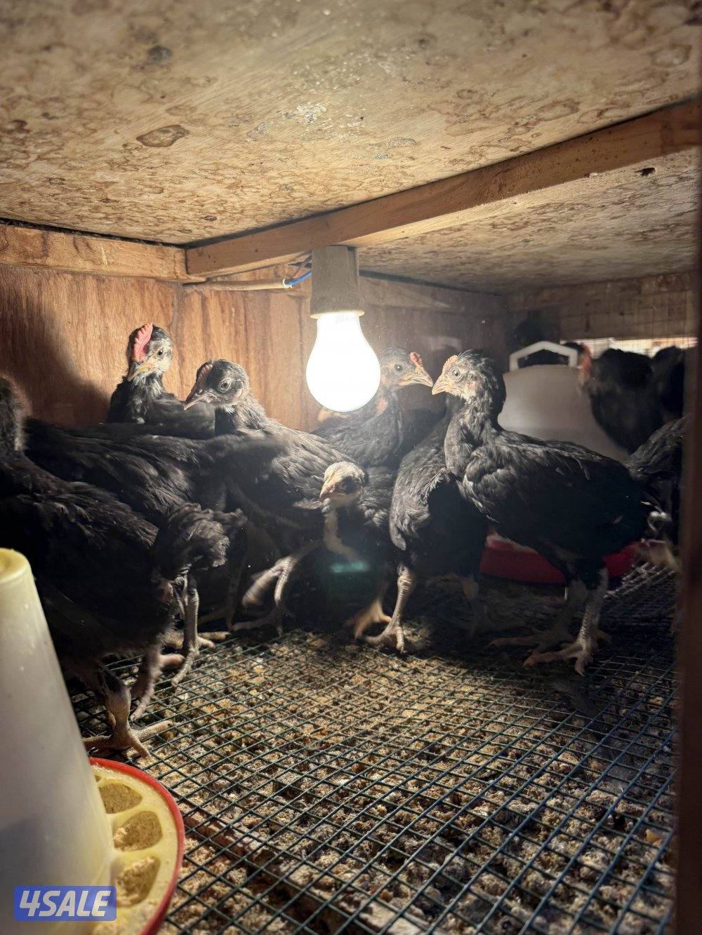 دجاج عراقي و فروخ و بيض6