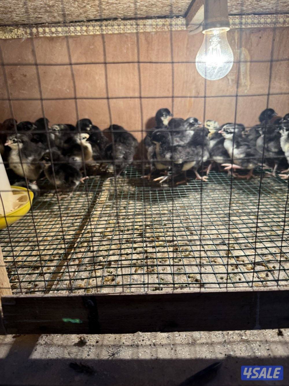 دجاج عراقي و فروخ و بيض7