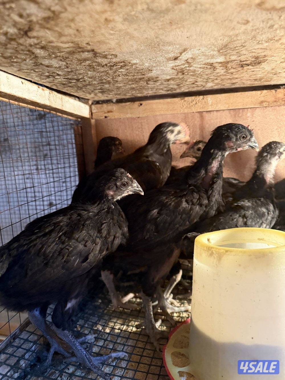 دجاج عراقي و فروخ و بيض4