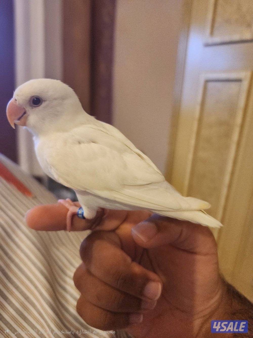 طير روز البينو0