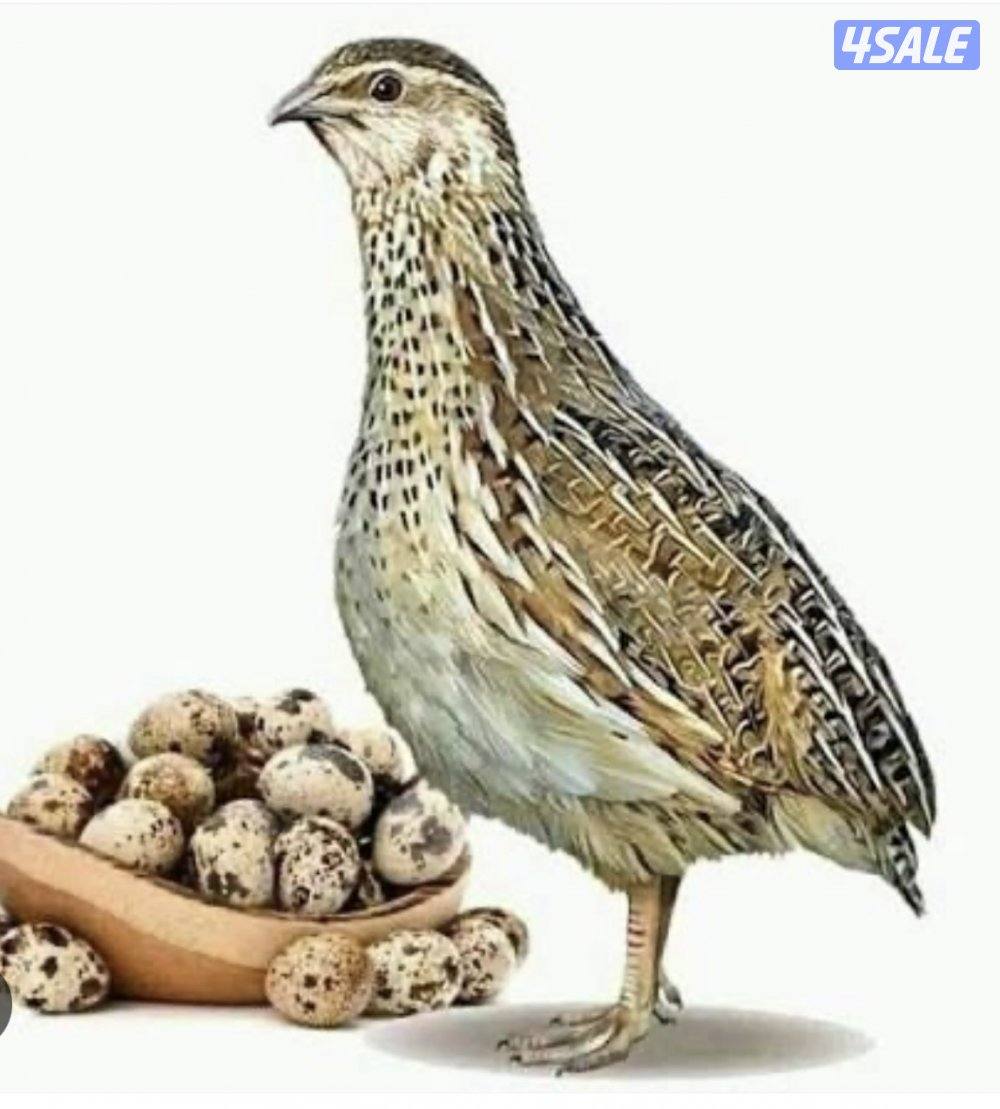 للبيع فري يصلح للاكل وعلف للطيور غير مطعم شرط السمنه والصحه الزينه1