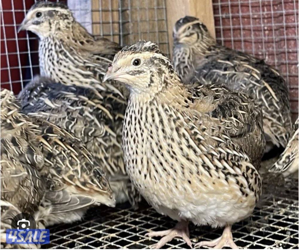 للبيع فري يصلح للاكل وعلف للطيور غير مطعم شرط السمنه والصحه الزينه0