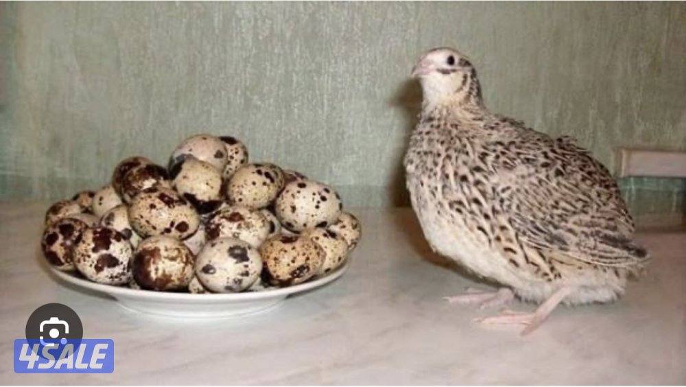 للبيع فري يصلح للاكل وعلف للطيور غير مطعم شرط السمنه والصحه الزينه2