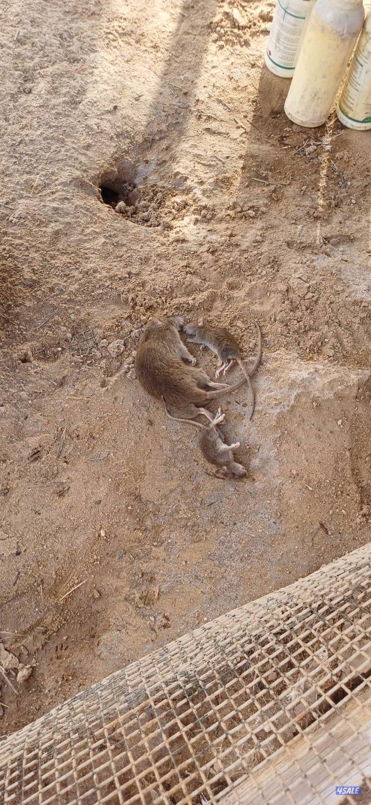 مكافحة حشرات وقوارض المتحده الالمانيه1