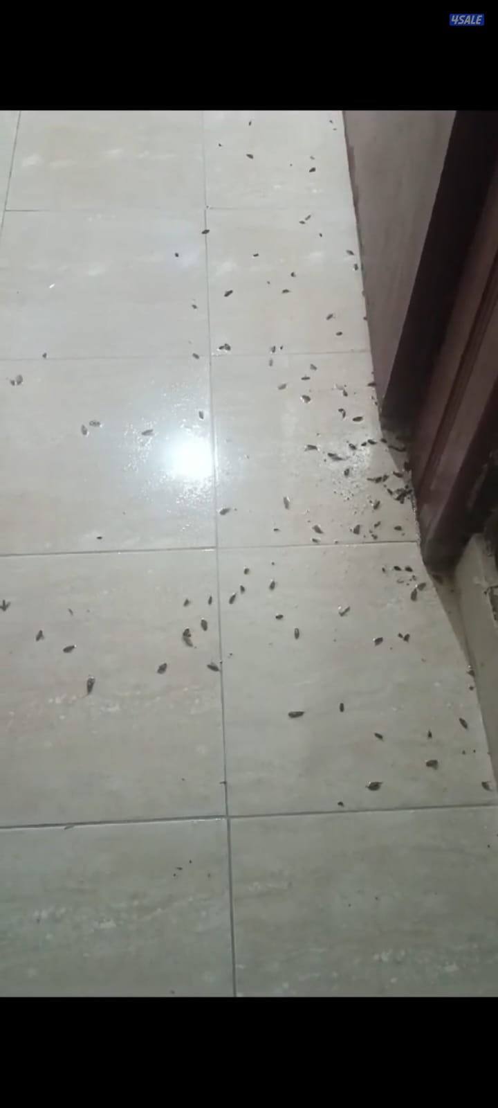 مكافحة حشرات وقوارض المتحده الالمانيه2