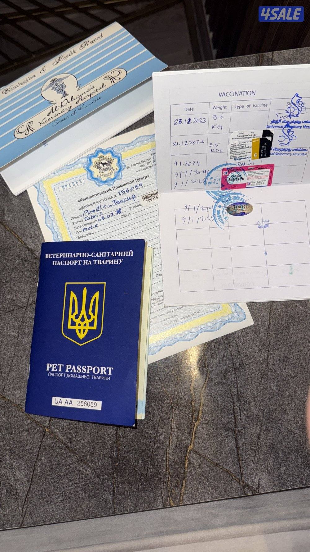 بودل تي كب مستوا قوي الأهل من أوكرانيا🔥🔥2