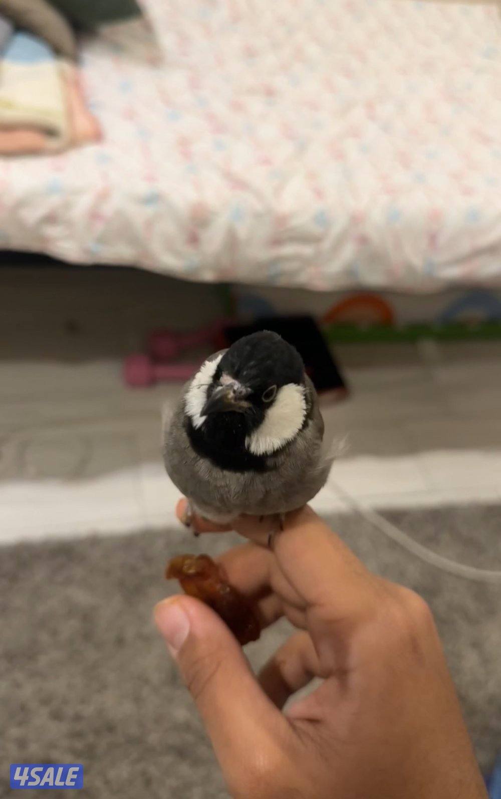 بلابل ربوه0