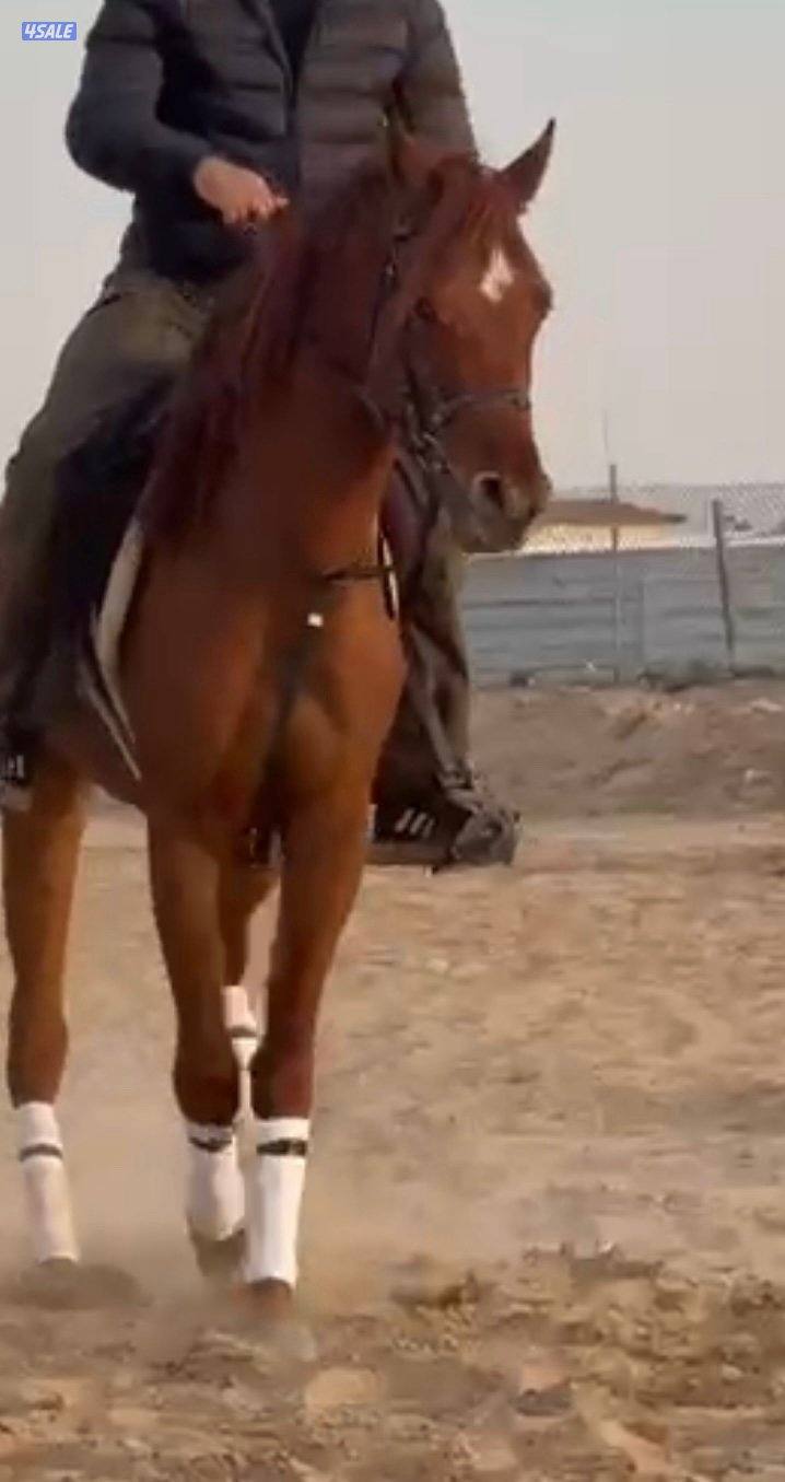 حصان بولش موليد ٢٠٢٢ تحويل وجواز شرط السلم حفيد غزل الشقب0