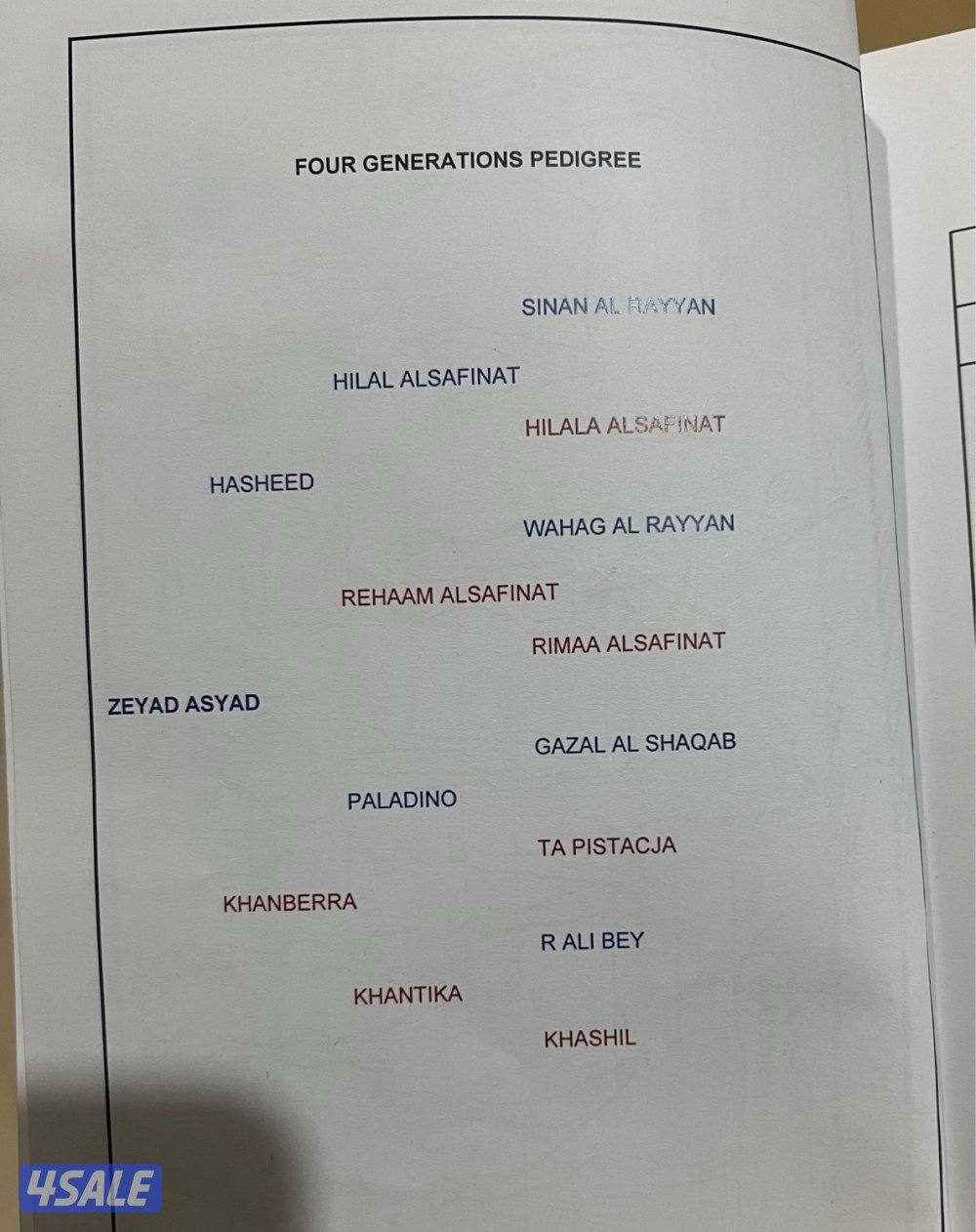 حصان بولش موليد ٢٠٢٢ تحويل وجواز شرط السلم حفيد غزل الشقب1