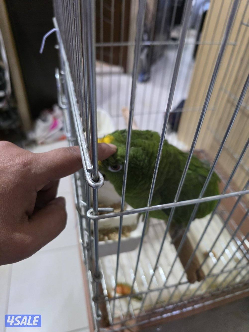 شرط الكلام ربوه داخل القفص الف طلاة وسلام حبيبي والوو وكلام وايد0