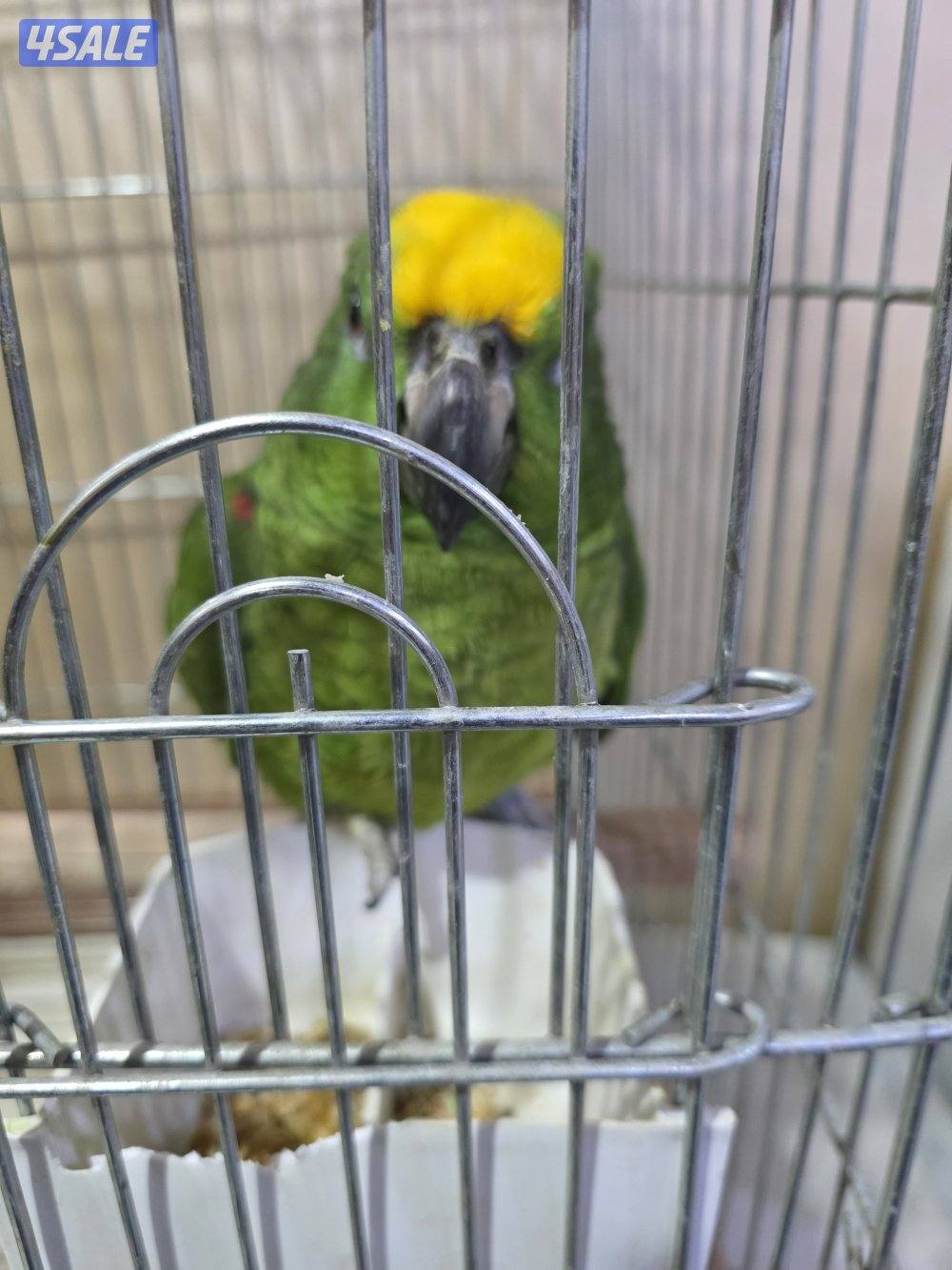 شرط الكلام ربوه داخل القفص الف طلاة وسلام حبيبي والوو وكلام وايد1