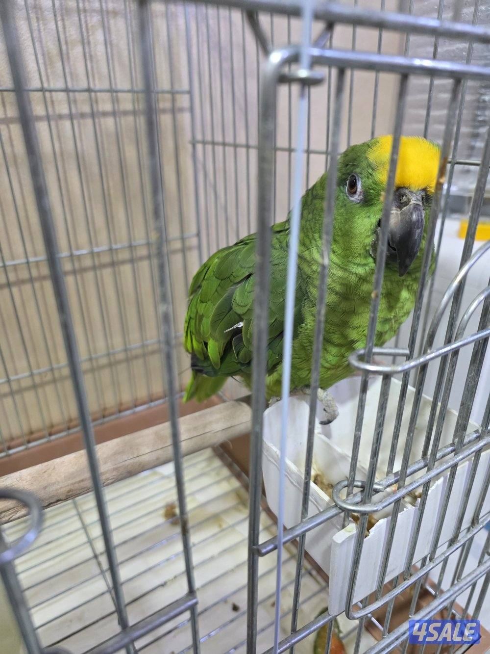 شرط الكلام ربوه داخل القفص الف طلاة وسلام حبيبي والوو وكلام وايد2