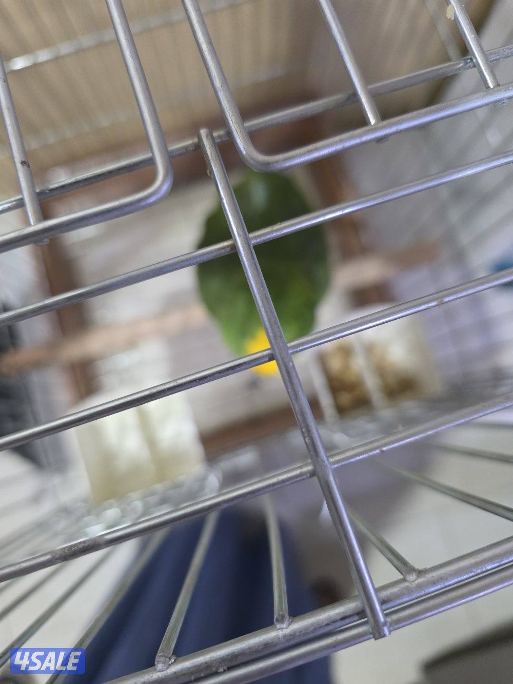 شرط الكلام ربوه داخل القفص الف طلاة وسلام حبيبي والوو وكلام وايد3