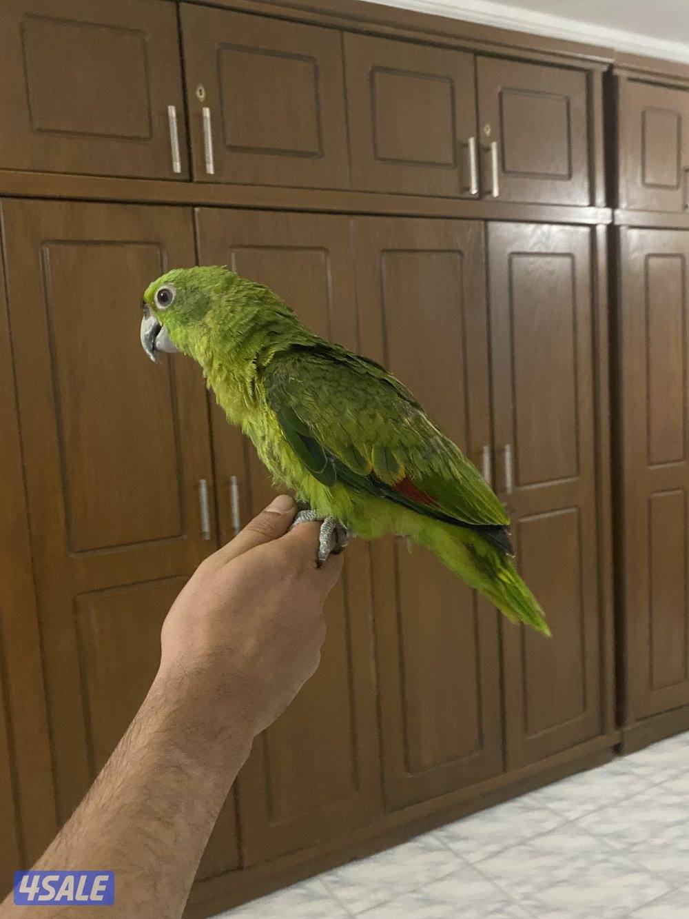 للبيع يلوناب1