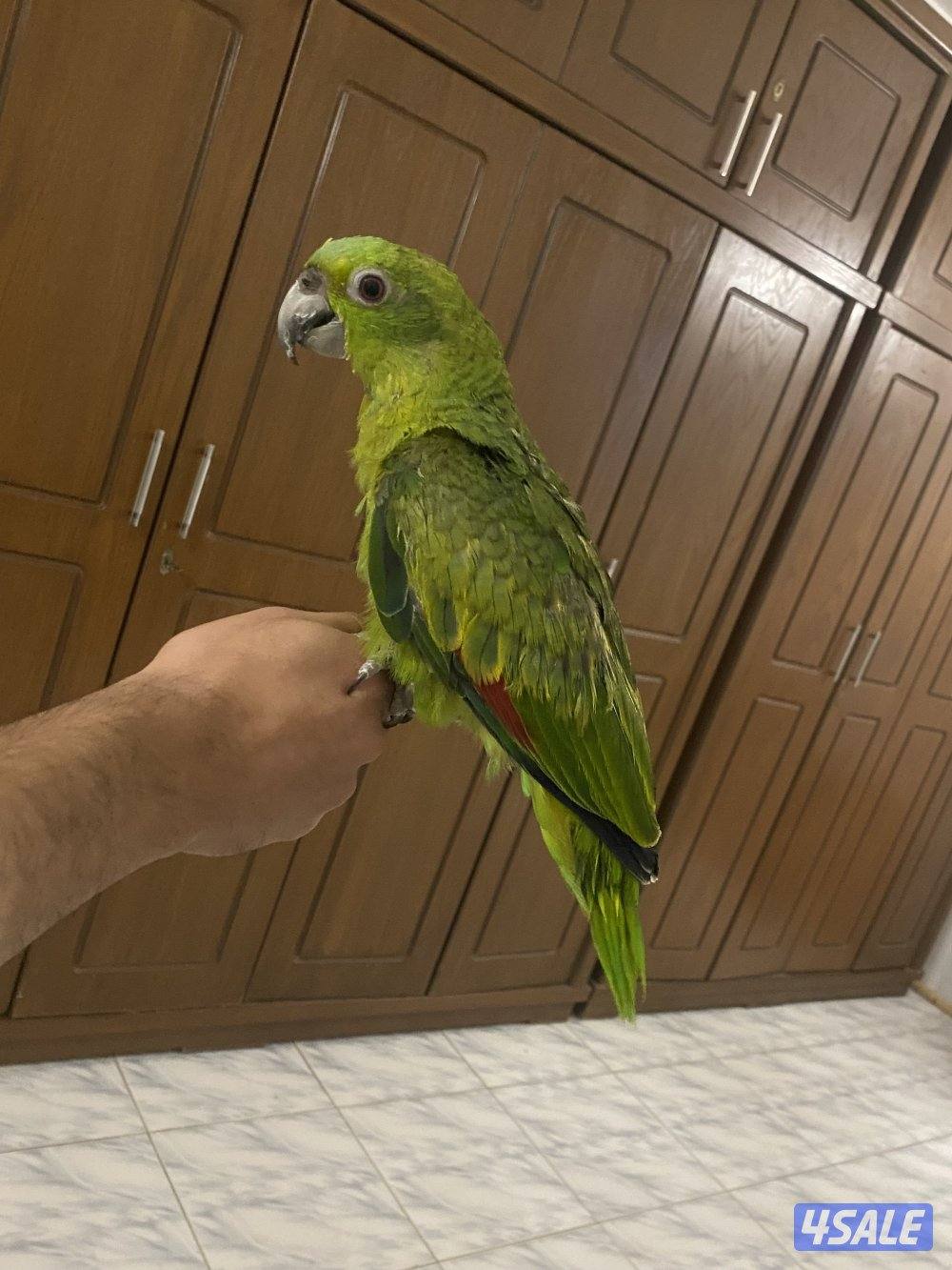 للبيع يلوناب2