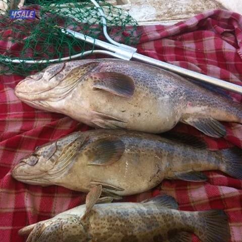 نوخذه كويتي حداق الجون جسر جابر وتعليم اصول الحداق0