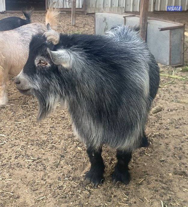 الماعز القزم1