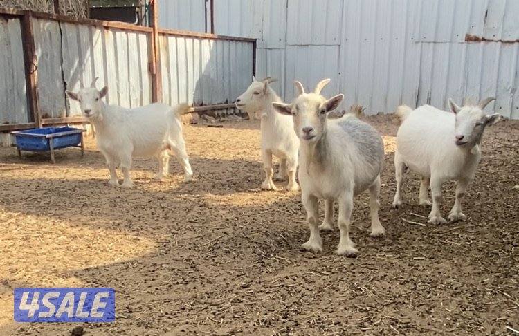 الماعز القزم0