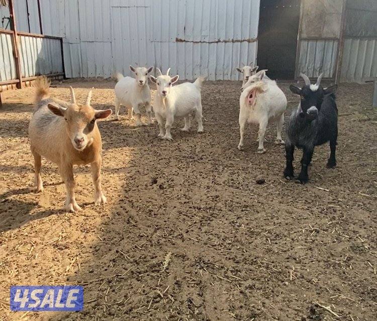 الماعز القزم2