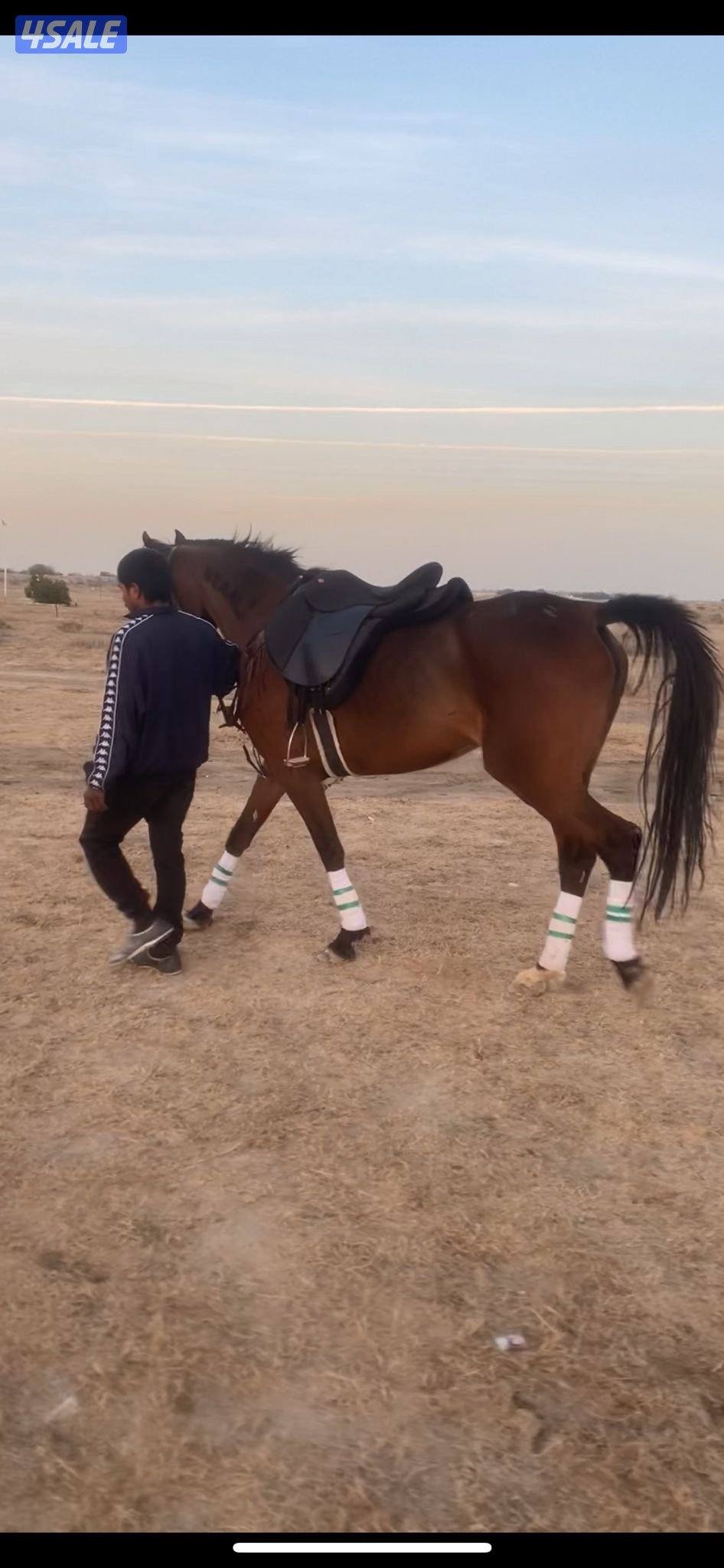 فرس عربيه مصريه بيور 20170