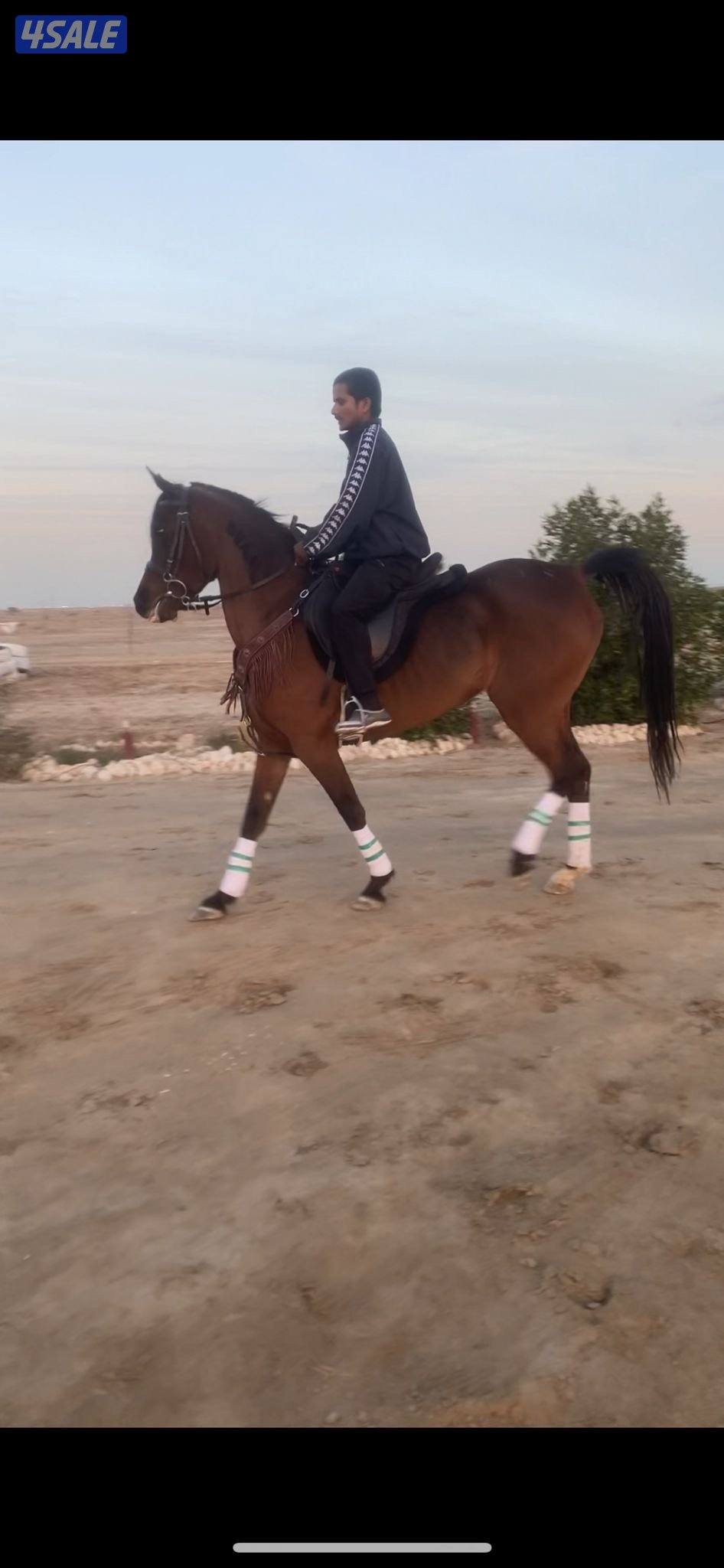 فرس عربيه مصريه بيور 20171