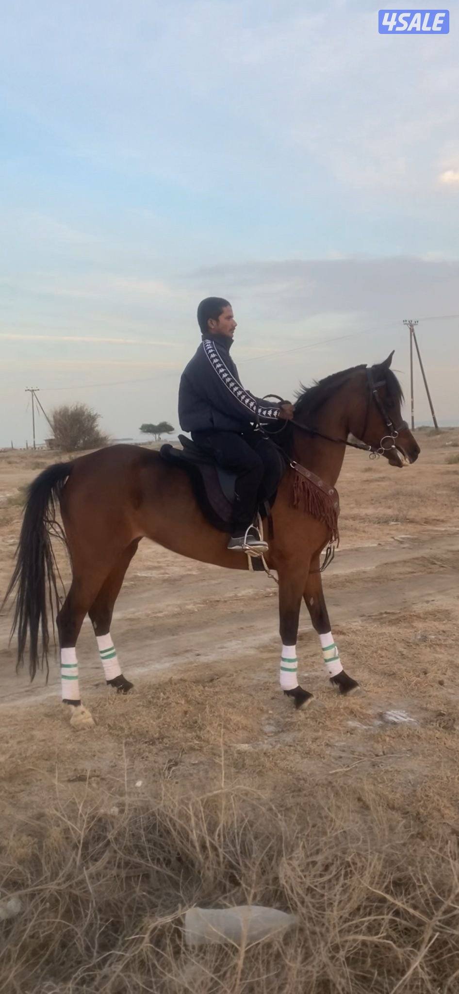 فرس عربيه مصريه بيور 20172