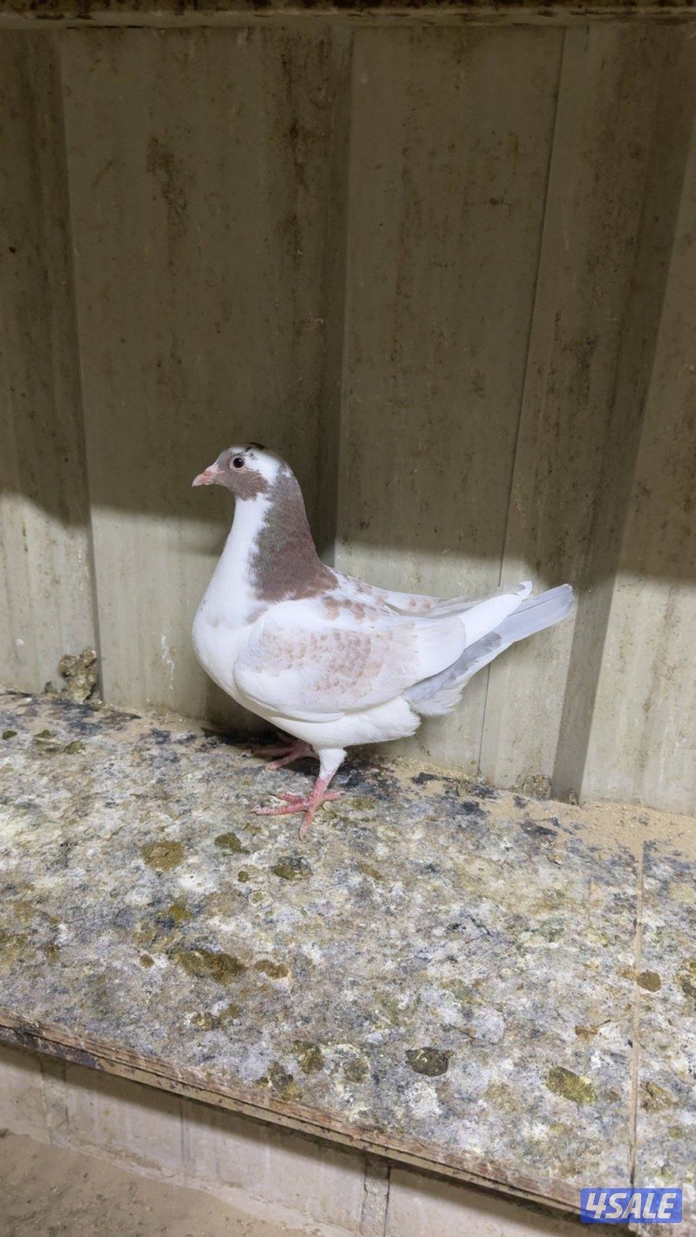 للبيع طبات لاحم الوزان البرق1