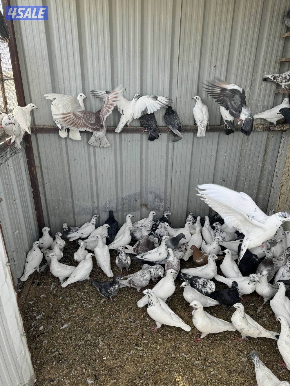 زاجل للبيع0