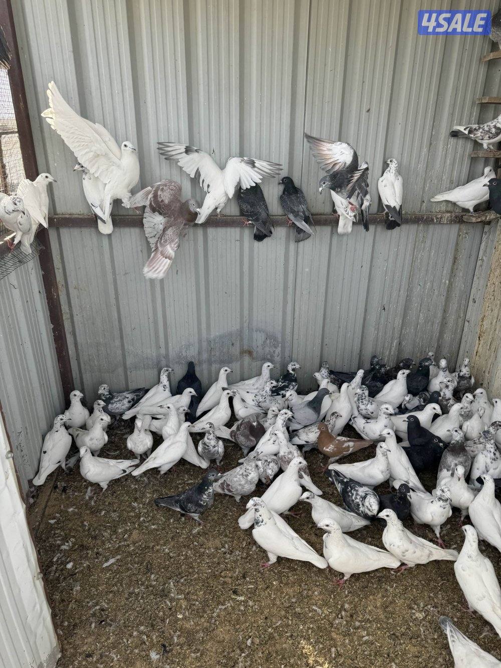 زاجل للبيع1