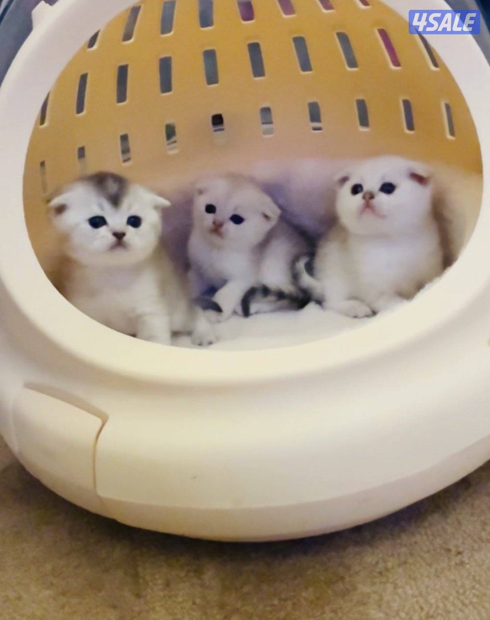 سكوتش شورت هير ،،،اقزام،،،التوصيل خلال ساعه ،،، بيووووور2