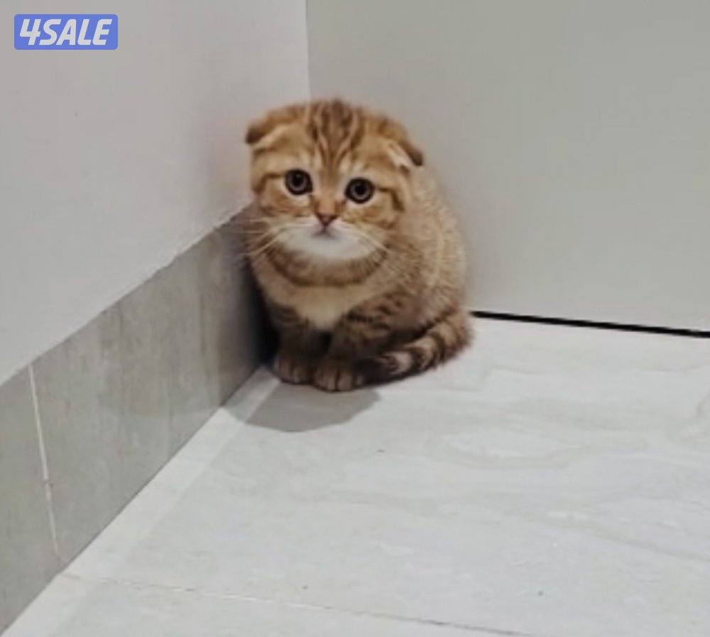 سكوتش شورت هير ،،،اقزام،،،التوصيل خلال ساعه ،،، بيووووور1