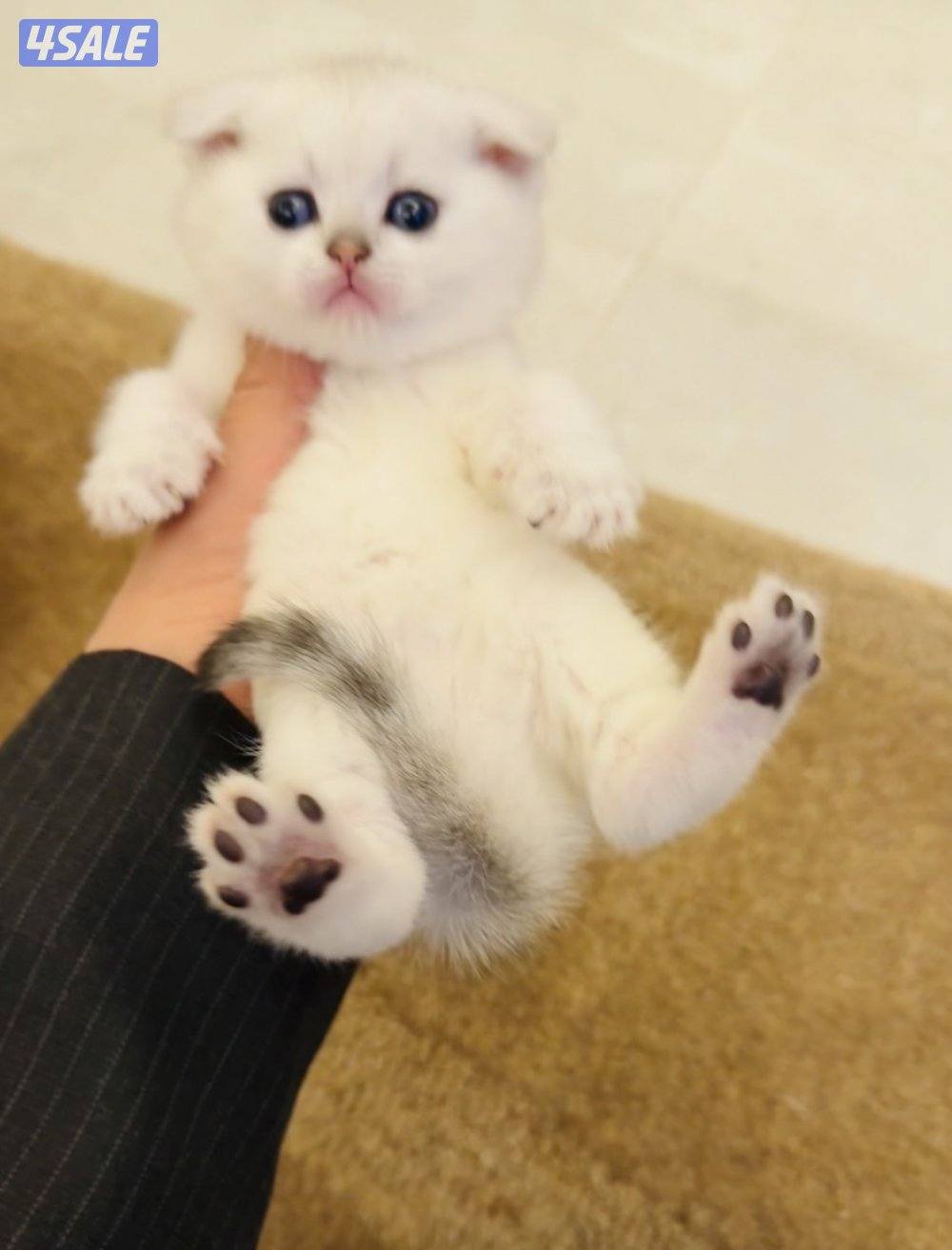 سكوتش شورت هير ،،،اقزام،،،التوصيل خلال ساعه ،،، بيووووور4