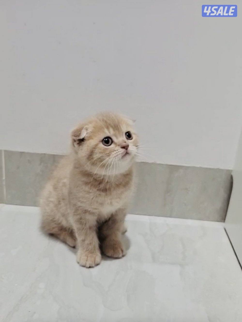 سكوتش شورت هير ،،،اقزام،،،التوصيل خلال ساعه ،،، بيووووور6