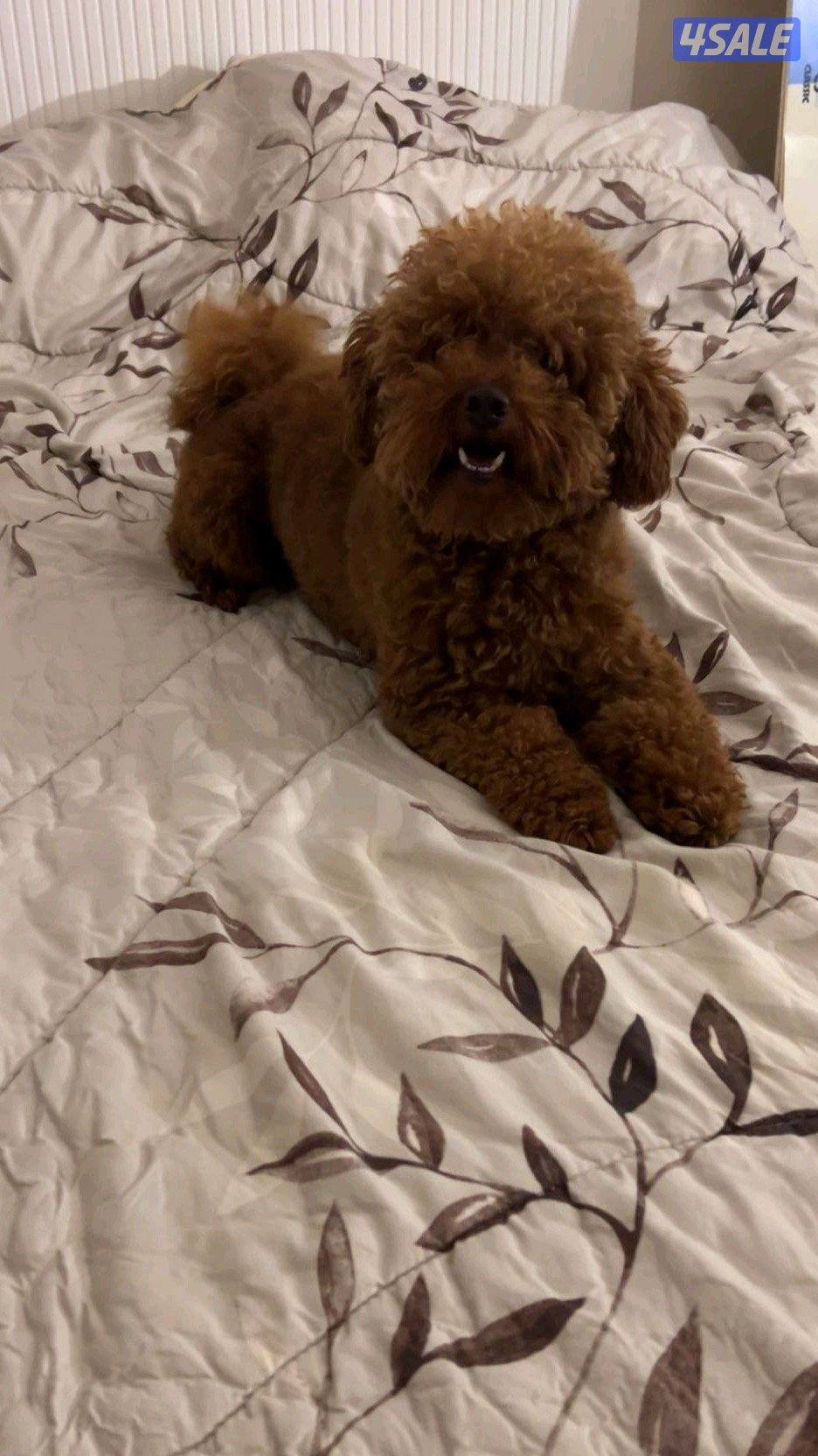 ذكر للتزاوج بودل0