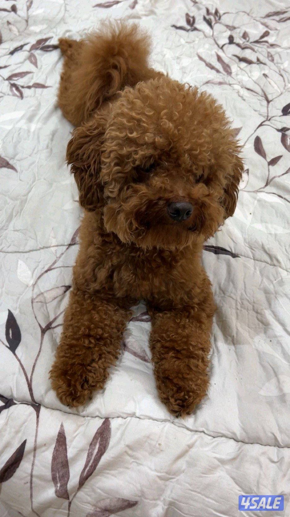 ذكر للتزاوج بودل1