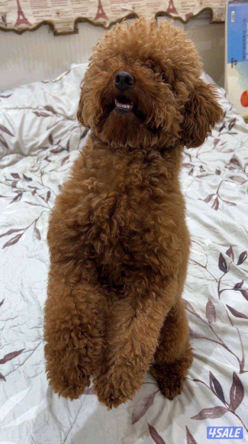 ذكر للتزاوج بودل2