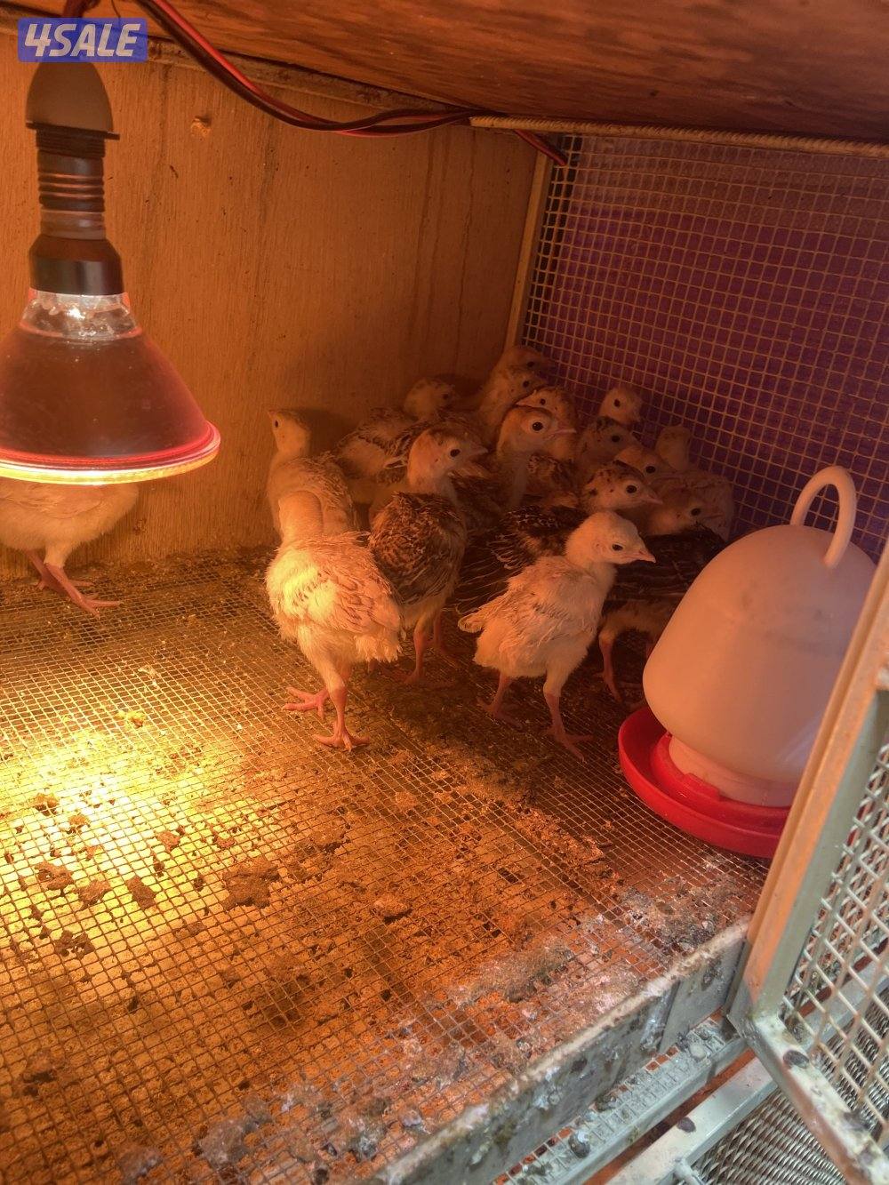 للبيع فروخ رومي العمر من ٢٠ يوم لي شهر صحه ١٠٠٪0