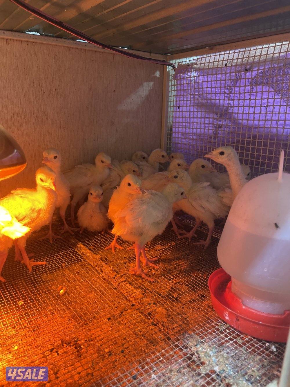 للبيع فروخ رومي العمر من ٢٠ يوم لي شهر صحه ١٠٠٪1