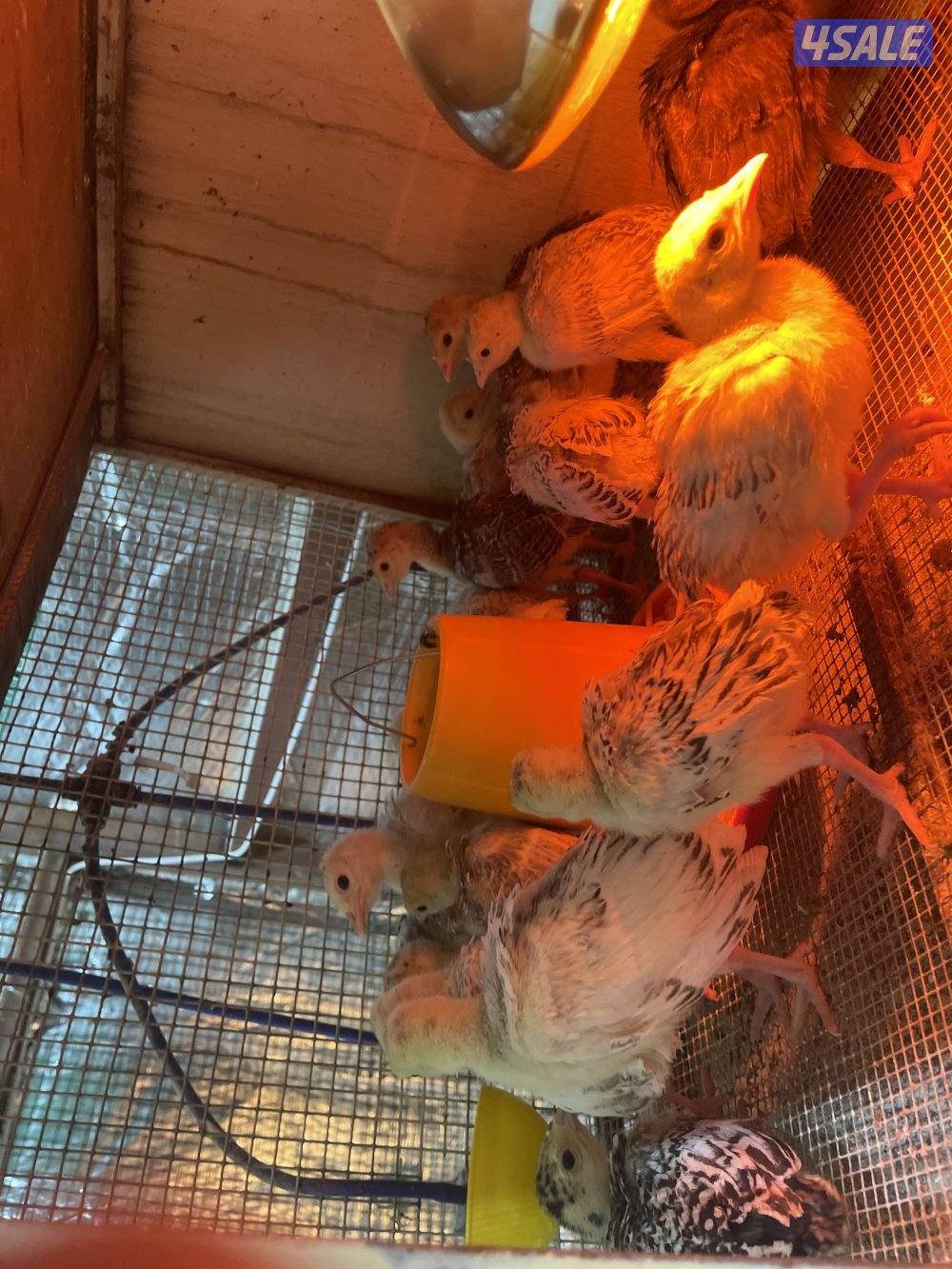 للبيع فروخ رومي العمر من ٢٠ يوم لي شهر صحه ١٠٠٪2