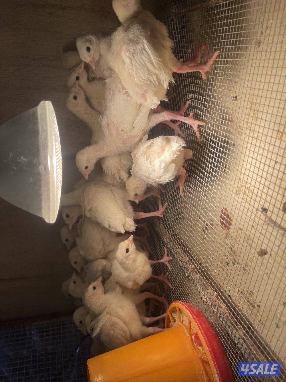 للبيع فروخ رومي العمر من ٢٠ يوم لي شهر صحه ١٠٠٪3