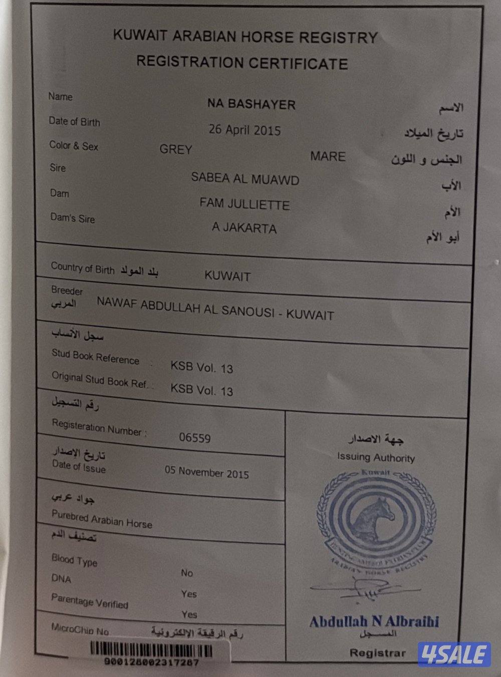 فرس ابنة سبع المعود متعلمه على وقفة الستاند ( منتجه) ولاقح1