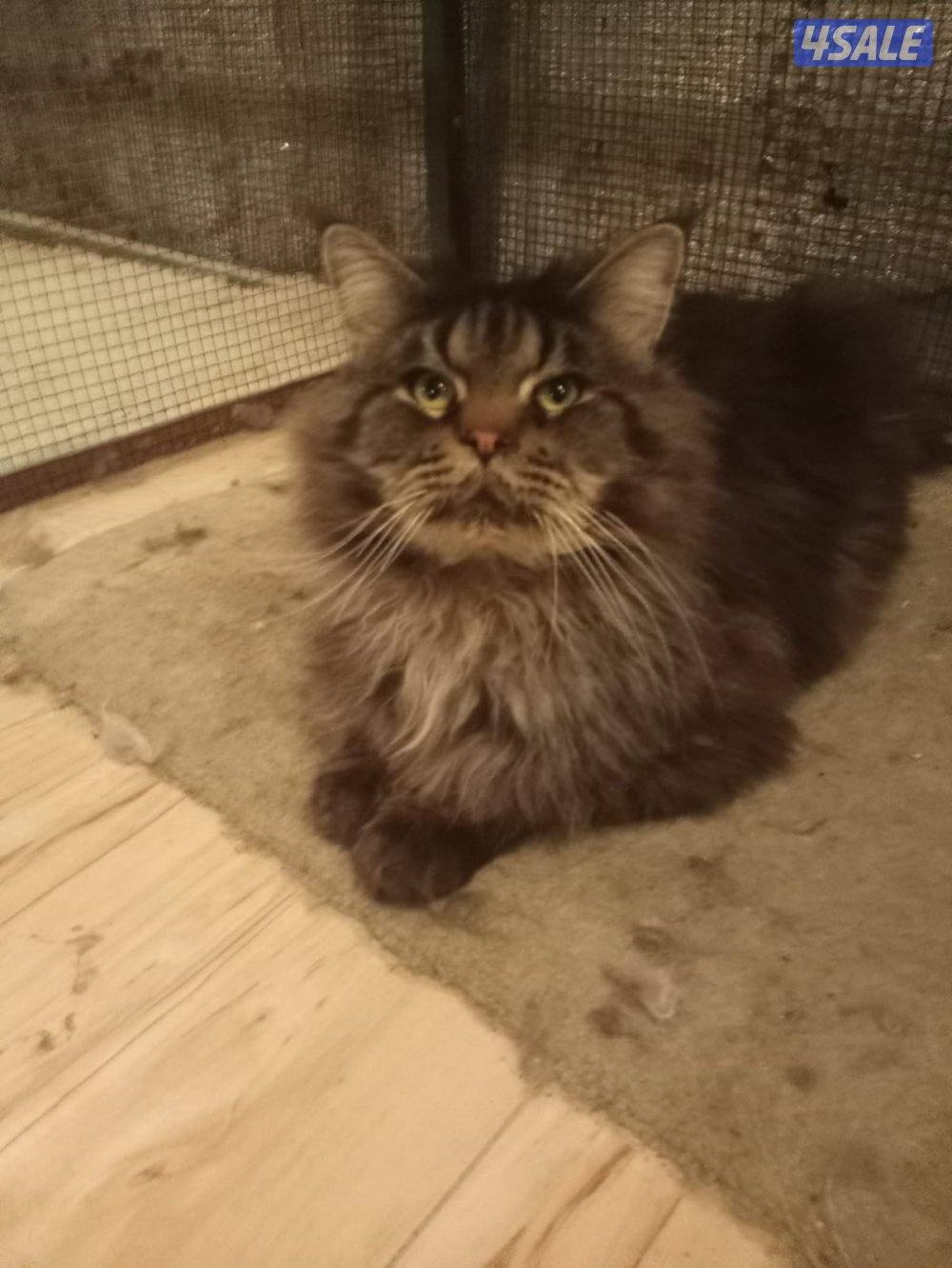 تبني  قطط اشكال مختلفه3