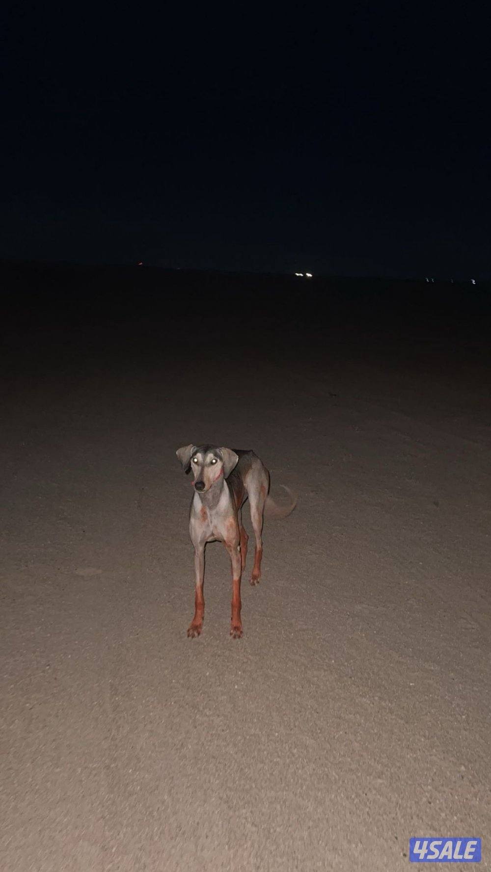 مفقوده سلقه بالثامن الي يلقاها يبلغني ولا تهونون اللون برقه برصاصي0