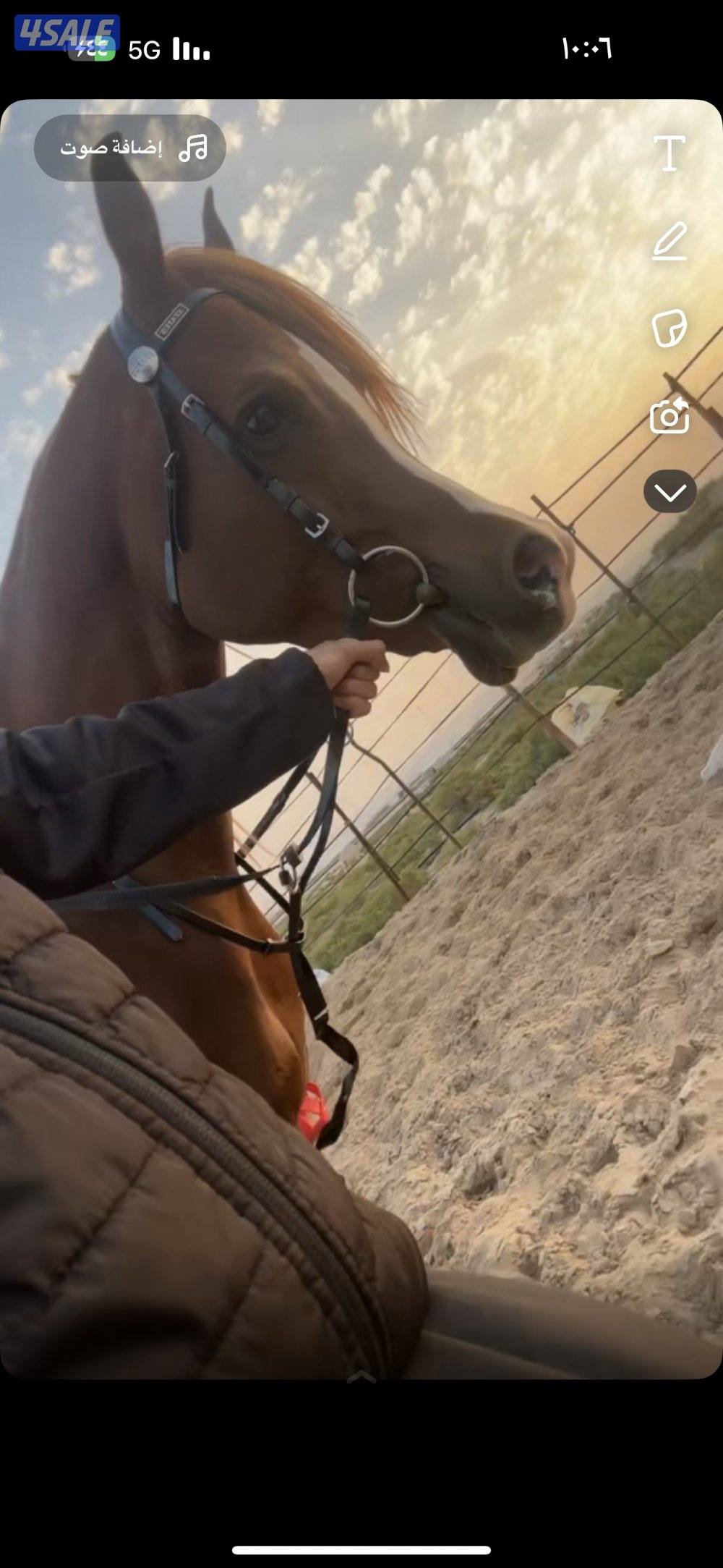 فحل مكس طيب0