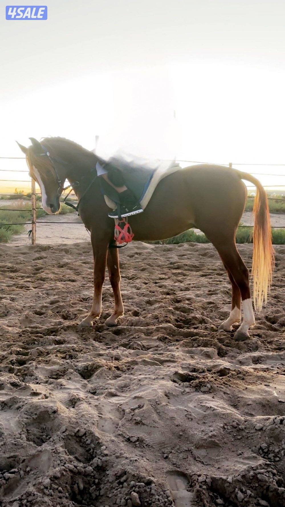 فحل مكس طيب1