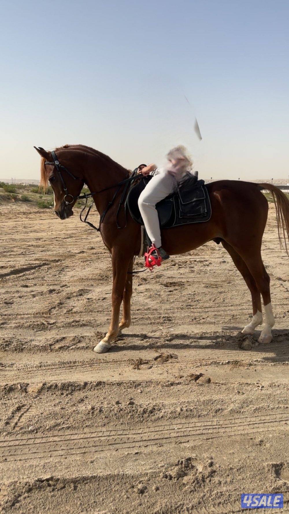 فحل مكس طيب2