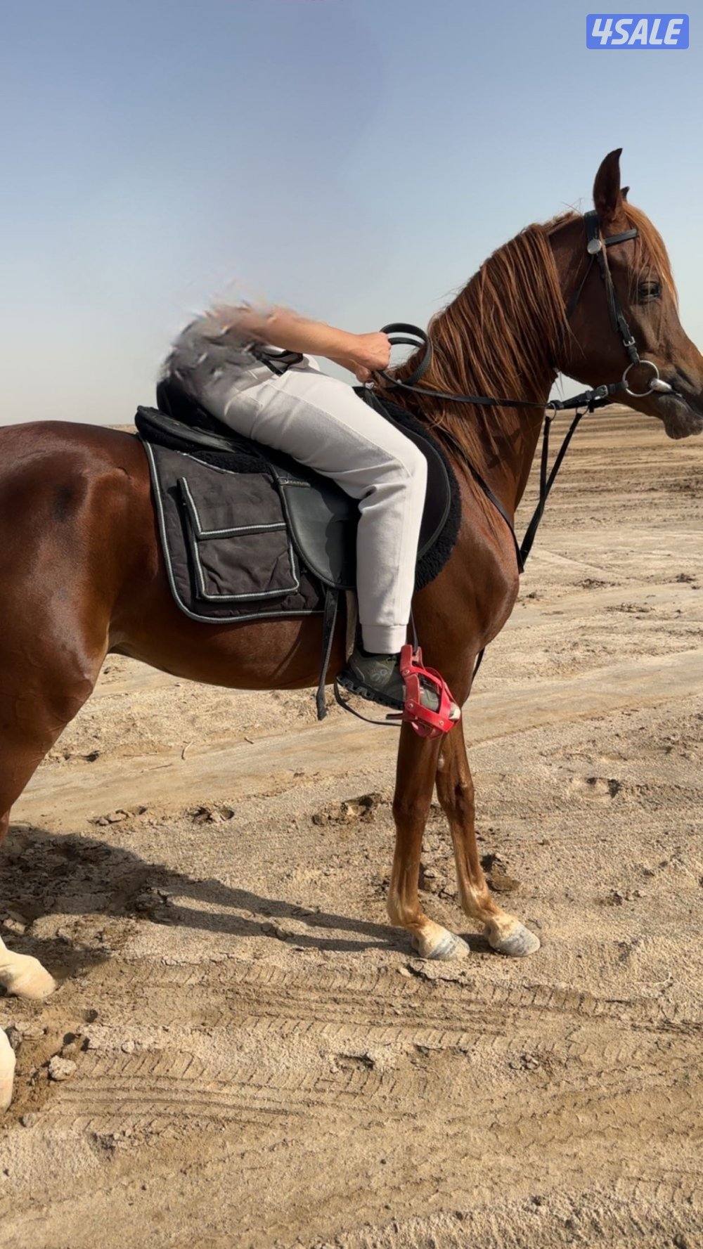 فحل مكس طيب3