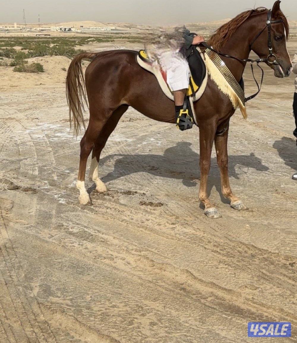 فحل مكس طيب4