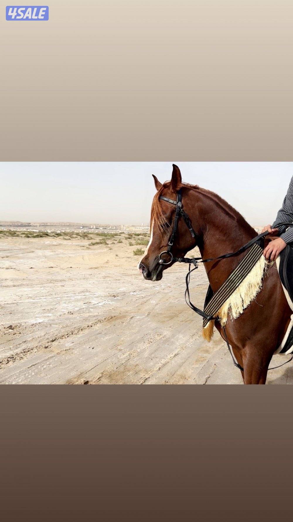 فحل مكس طيب6